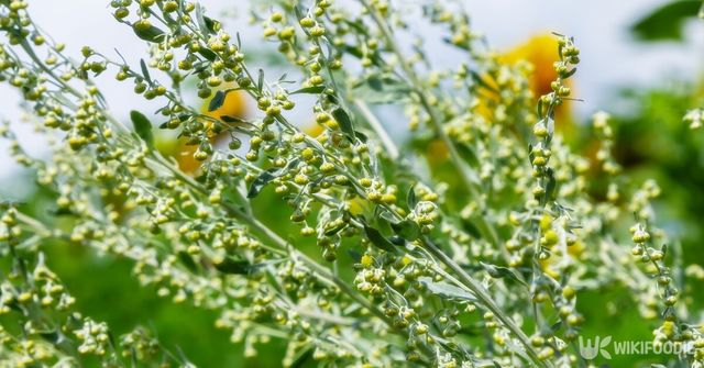 쑥꽃 봉오리. / olko1975-shutterstock.com