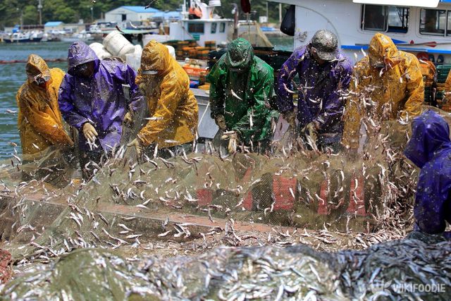 경남 남해군 미조리 미조항에서 어민들이 어선에 그물을 얹고 멸치 흔들기를 하고 있다. / Stock for you-shutterstock.com