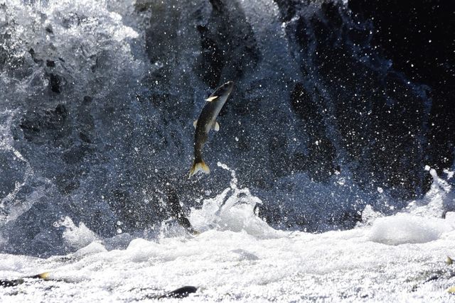 점프하는 숭어, / Tehsin Baravi-shutterstock.com