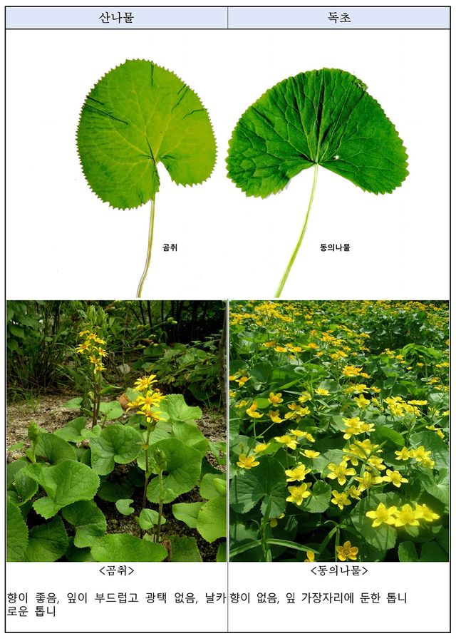 산나물 vs 독초 구별법. / 산림청 국립수목원