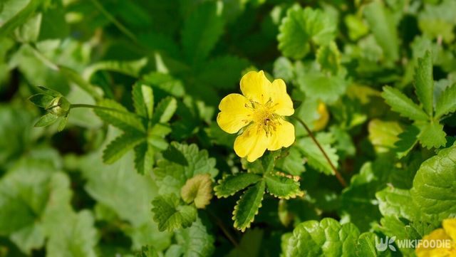 가락지나물. / Nahhana-shutterstock.com