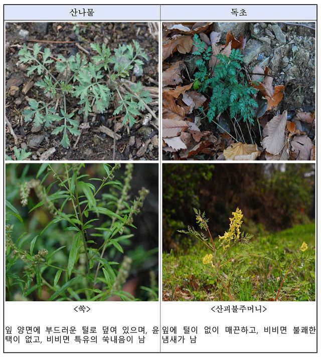 산나물 vs 독초 구별법. / 산림청 국립수목원