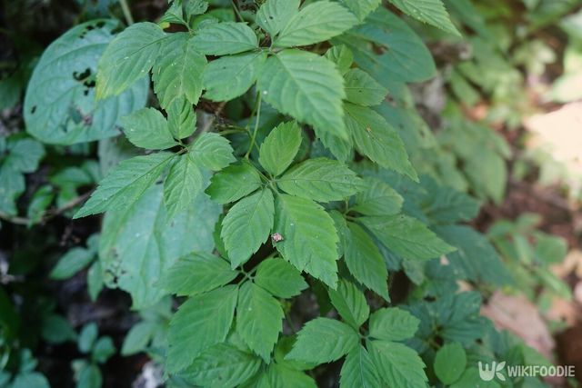 돌외 자료사진. / Yes058 Montree Nanta-shutterstock.com