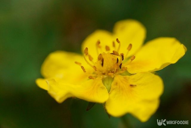 가락지나물 꽃. / ramona georgescu-shutterstock.com