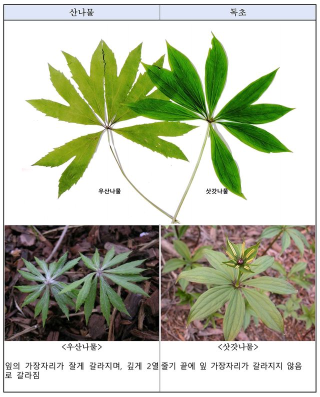 산나물 vs 독초 구별법. / 산림청 국립수목원
