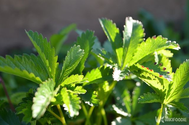 가락지나물 자료사진. / Bastienava-shutterstock.com