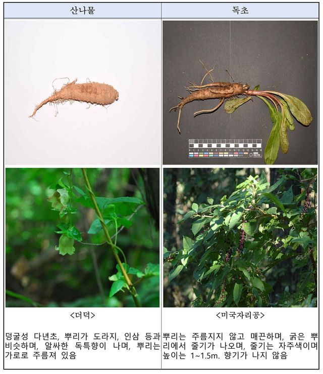 산나물 vs 독초 구별법. / 산림청 국립수목원