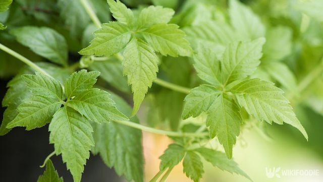 돌외. / wasanajai-shutterstock.com