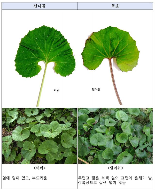 산나물 vs 독초 구별법. / 산림청 국립수목원