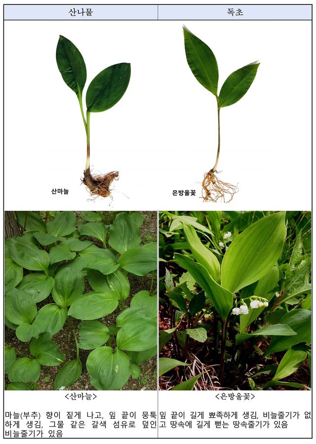 산나물 vs 독초 구별법. / 산림청 국립수목원