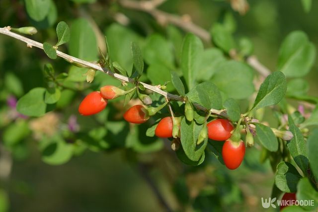구기자 자료사진. / Nahhana-shutterstock.com