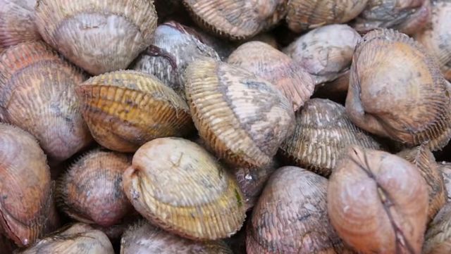 새조개 자료사진. / 유튜브 'EBS 다큐'