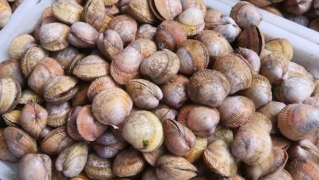 새조개 자료사진. / 유튜브 'EBS 다큐'