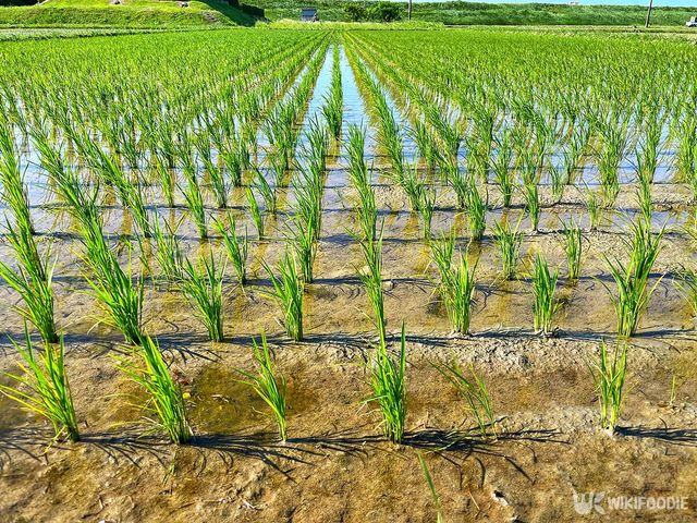 벼가 무성하게 자라는 넓은 논. / Dedypurnama-shutterstock.com