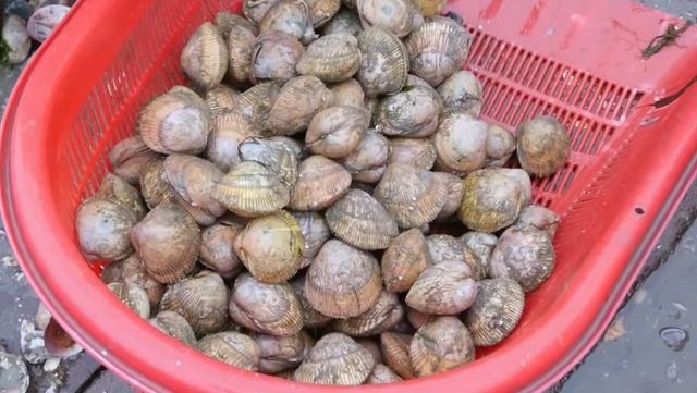 새조개 자료사진. / 유튜브 'EBS 다큐'