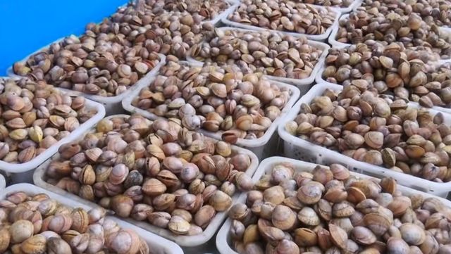 새조개 자료사진. / 유튜브 'EBS 다큐'