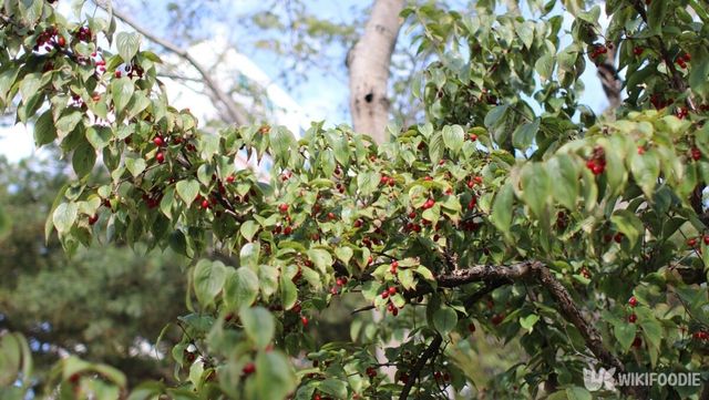 구기자나무. / roobetkim-shutterstock.com