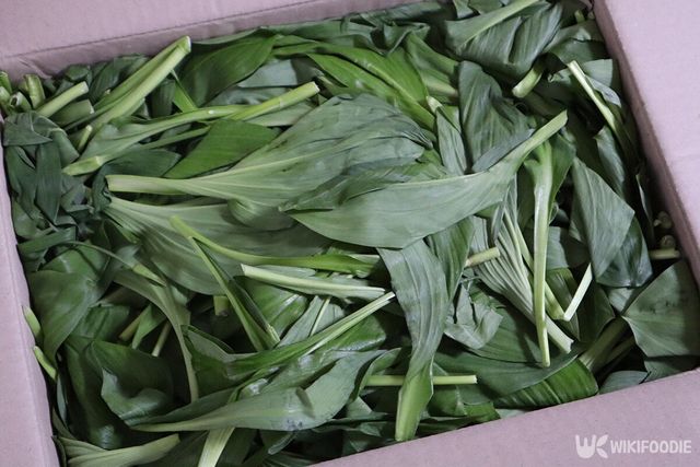 산마늘 자료사진. / JUNGSUNYOUNG-shutterstock.com