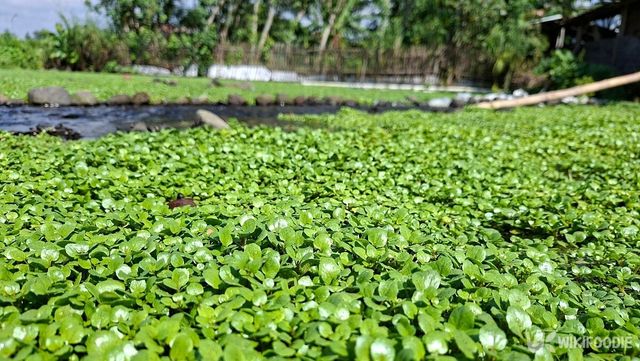 물냉이. / adibnh-shutterstock.com