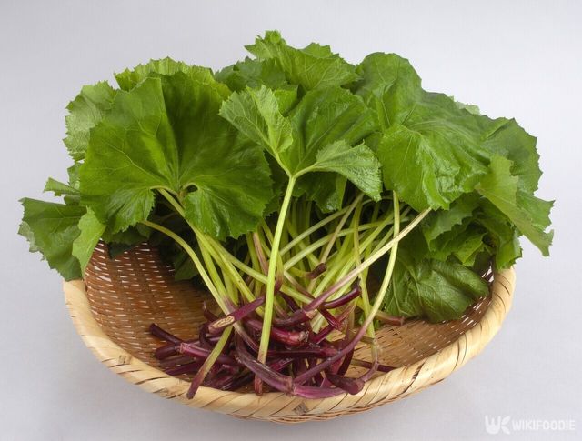 머위 나물 자료사진. / Stock for you-shutterstock.com