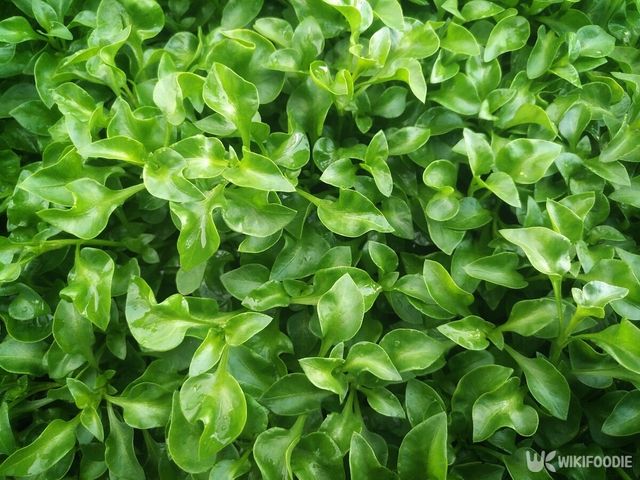 기사의 이해를 돕기 위한 이미지. / Narinsiree promwohan-shutterstock.com