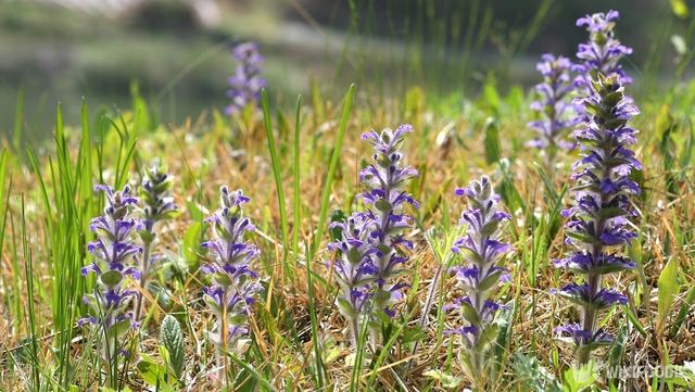 조개나물. / Green House-shutterstock.com