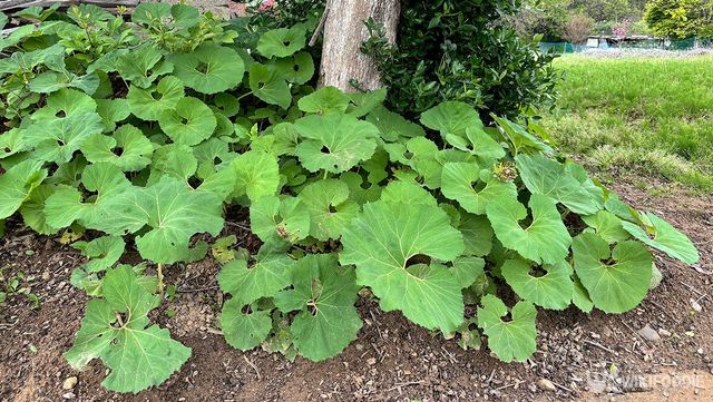 머위 나물 자료사진. / J JIN-shutterstock.com