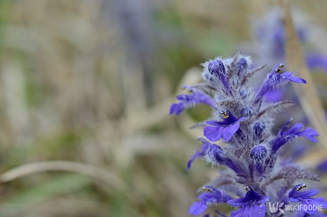 조개나물 자료사진. / DONGSEUN YANG-shutterstock.com