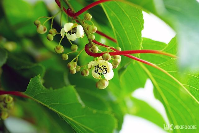 다래나무. / EQRoy-shutterstock.com