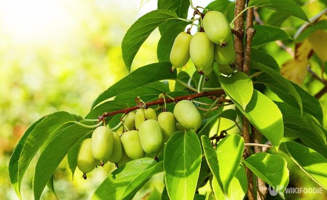 다래 자료사진. / Sashko-shutterstock.com