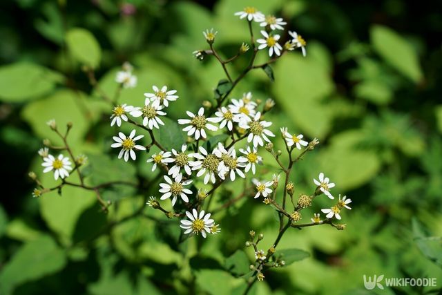 참취 자료사진. / High Mountain-shutterstock.com