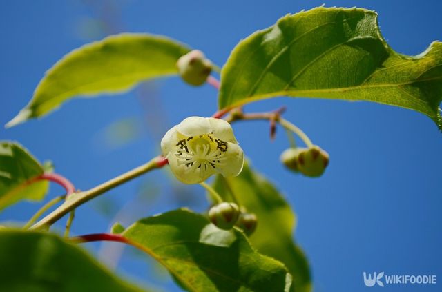 다래나무 자료사진. / Kaprisova-shutterstock.com