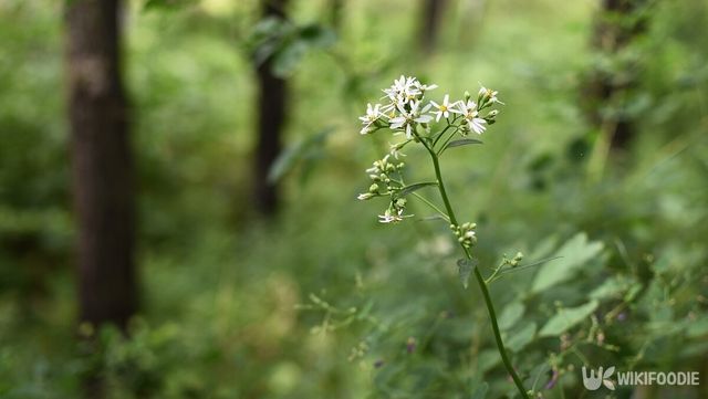 참취. / Melica77-shutterstock.com