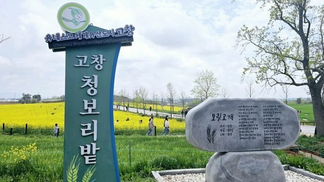 고창 청보리밭. / 고창군 블로그