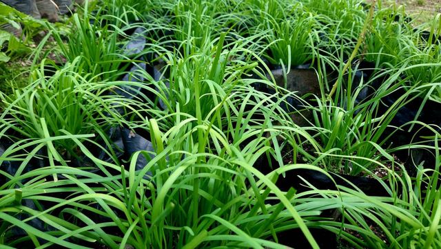 기사 이해를 돕기 위한 자료 사진 / Yona Julianto- shutterstock