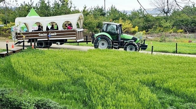 다양한 행사를 체험할 수 있는 고창 청보리밭 축제. / 고창군 블로그