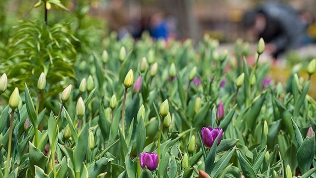 무릉도원수목원. / 부천시 블로그