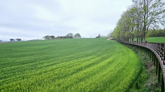 고창 청보리밭 정경. / 고창군 블로그