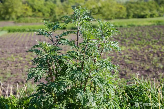 쑥 이해를 돕기 위한 참고사진. / anmbph-shutterstock.com