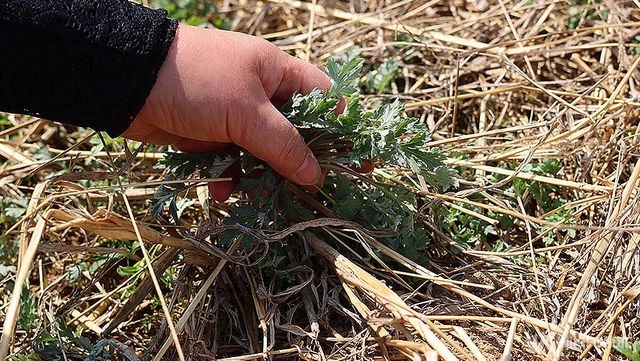 쑥 이해를 돕기 위한 참고사진. / knurse-shutterstock.com