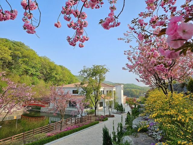 용인 자작나무 숲 인스타그램.