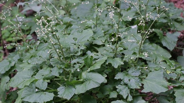 멸가치 자료사진. / 국립생물자원관