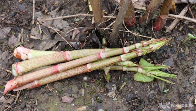 호장근 자료사진. / Lewis Pidoux-shutterstock.com
