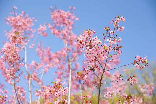 자작나무 숲 인스타그램.