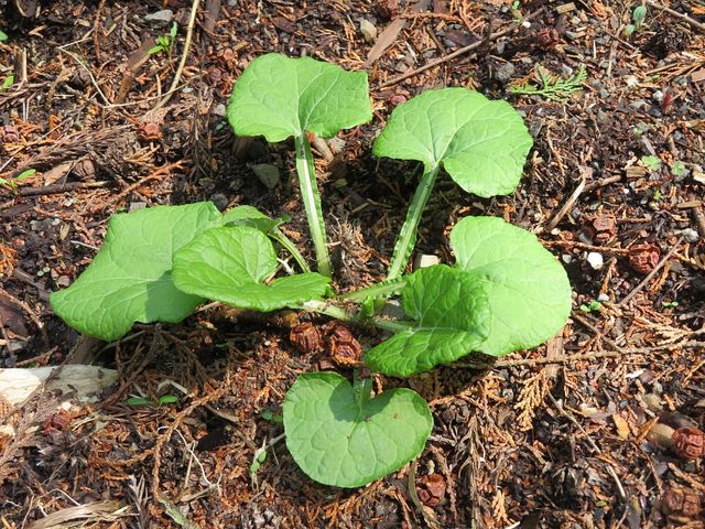 멸가치 새순. / ijimino-shutterstock.com