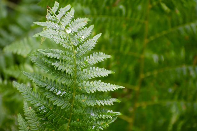기사 이해를 돕기 위한 고사리 잎 자료 사진 / doroninanatalie4- shutterstock