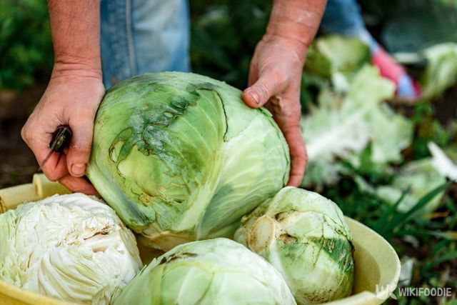 양배추 자료사진. / Natallia Ploskaya-shutterstock.com