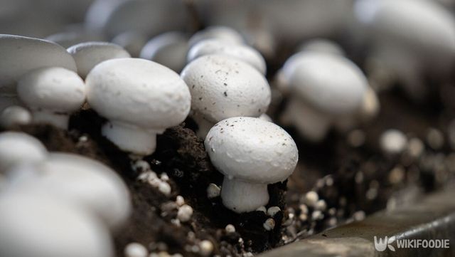 양송이 버섯 자료 사진. / Janossy Gergely-shutterstock