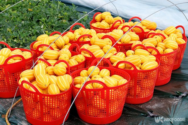 참외 자료사진. / bigshot01-shutterstock.com