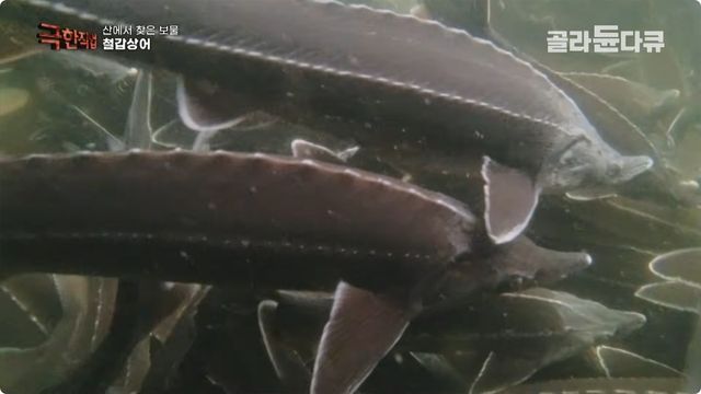 철갑상어 참고사진. / 유튜브 'EBS 다큐'